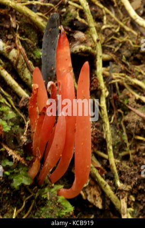 Nouvelle-zélande champignons bush Banque D'Images