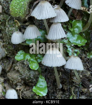 Nouvelle-zélande champignons bush Banque D'Images