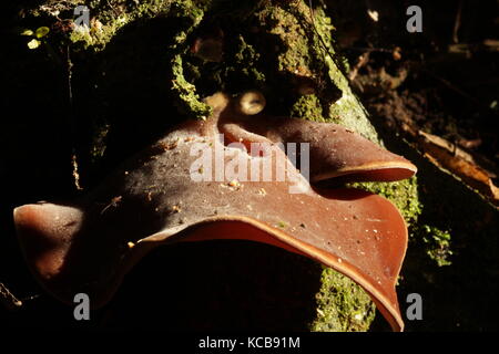 New Zealand bush champignons, oreille de souris Banque D'Images