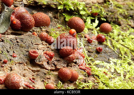 Nouvelle-zélande champignons bush Banque D'Images