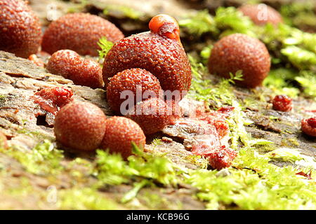 Nouvelle-zélande champignons bush Banque D'Images