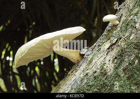 Nouvelle-zélande champignons bush Banque D'Images