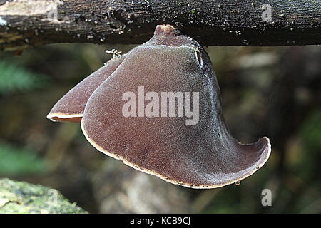 New Zealand bush champignons, oreille de souris Banque D'Images