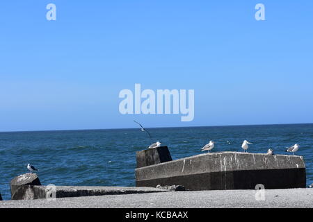 Mouette par l'océan Banque D'Images