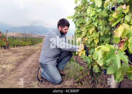 La récolte de raisin vigne man mountain Banque D'Images
