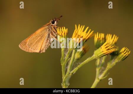 Femme Essex Skipper Papillon Banque D'Images