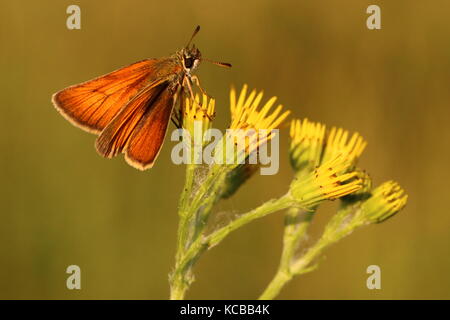 Femme Essex Skipper Papillon Banque D'Images