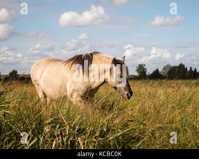 Etalon konik sur pâturage wicken fen Banque D'Images