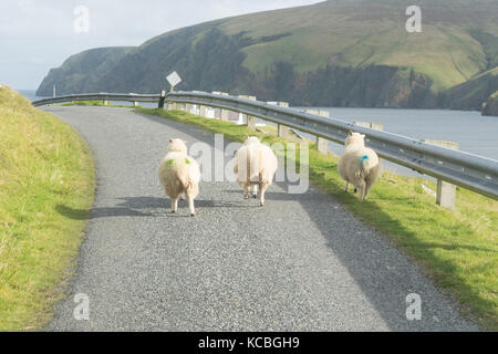 Trois moutons en train de courir le long de la route à Unst, Shetland Islands, Écosse, Royaume-Uni Banque D'Images
