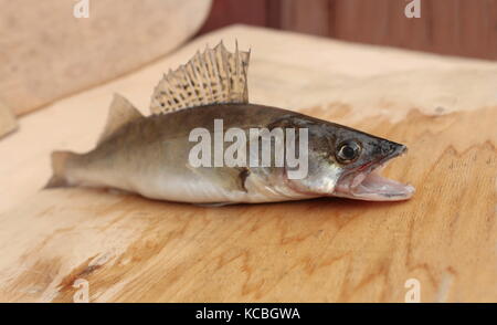 Le doré jaune poissons prédateurs avec la bouche ouverte sur une table de coupe Banque D'Images