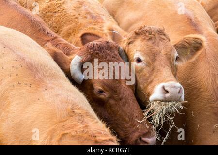 Limousin vaches dans un champ agricole britannique Banque D'Images