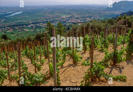 Vignobles de Cornas, vallée du Rhône, France Banque D'Images