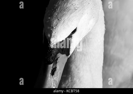 Un gros plan d'un cygne Muet dans le soleil du soir, England, UK. Banque D'Images