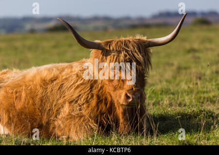 Highland cow sur minchinhampton common, Gloucestershire, Royaume-Uni Banque D'Images