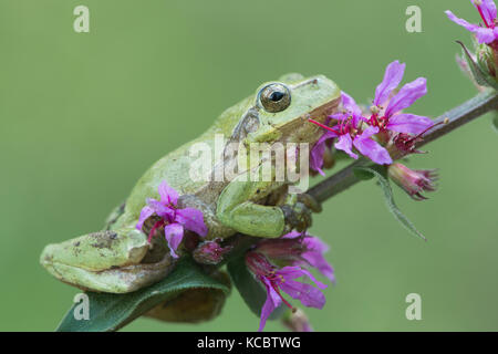 Hyla arborea), se trouve sur la salicaire (Lythrum salicaria), Rhénanie du Nord-Westphalie Banque D'Images