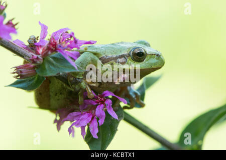 Hyla arborea), se trouve sur la salicaire (Lythrum salicaria), Rhénanie du Nord-Westphalie Banque D'Images