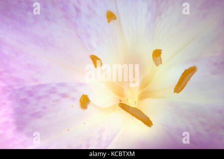 Saffrons Colchicum autumnale (prairie), de l'Ems, Basse-Saxe, Allemagne Banque D'Images