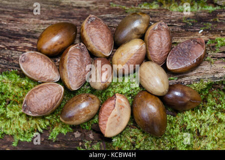 Silkwood rouge (palaquium) galactoxylon. graines de Cow Bay. parc national de Daintree queensland australie... Banque D'Images