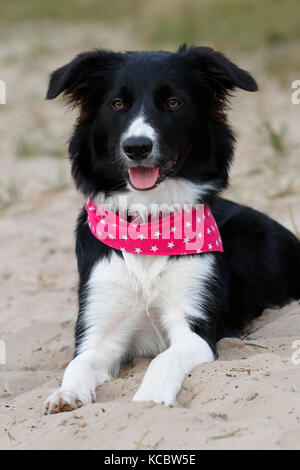 Border Collie (Canis lupus familiaris), le mensonge, le Schleswig-Holstein, Allemagne Banque D'Images
