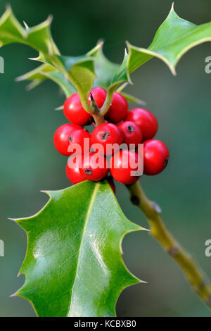 Le houx (Ilex aquifolium), fruits rouges, Rhénanie du Nord-Westphalie, Allemagne Banque D'Images