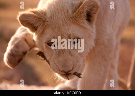 Lion blanc rare cub portant un bâton dans sa bouche à une réserve près de Johannesburg, Afrique du Sud Banque D'Images