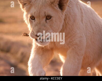 Lion blanc rare cub fonctionnant avec un bâton dans sa bouche à une réserve près de Johannesburg, Afrique du Sud Banque D'Images