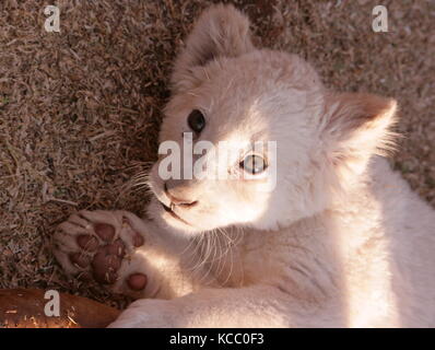 Lion blanc rare cub à une réserve près de Johannesburg, Afrique du Sud Banque D'Images