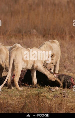 Lionne blanche mangeant un gnou à une réserve dans la province de Gauteng, Afrique du Sud Banque D'Images