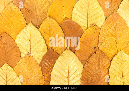 Fond d'automne lumineux faits de feuilles colorées tombées Banque D'Images