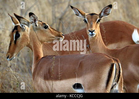 Antilopes dans le parc national Kruger, Afrique du Sud Banque D'Images