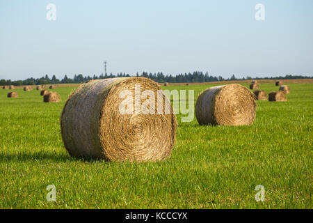 Paysage rural. Les meules en rouleaux sur un champ vert Banque D'Images