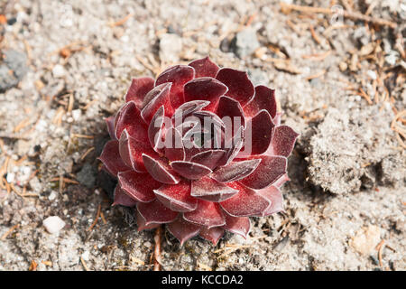 Sempervivum rouge ou houseleeks dans le jardin Banque D'Images