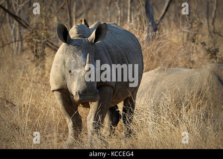 White Rhino / rhinoceros, exhibant son énorme corne de l'Afrique du Sud. Banque D'Images