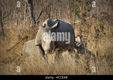 White Rhino / rhinoceros, exhibant son énorme corne de l'Afrique du Sud. Banque D'Images