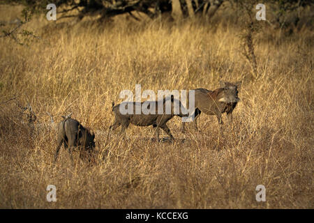 Les phacochères sauvages, membre de la famille cochon, dans le parc national Kruger, Afrique du Sud Banque D'Images