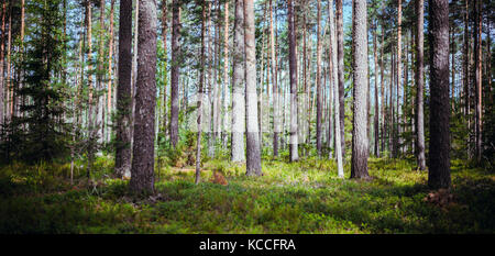Panorama des forêts sauvages Banque D'Images