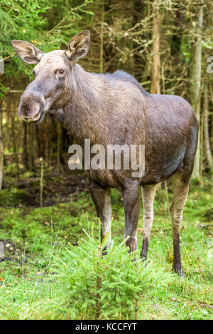 Debout dans la femelle orignal spruce forest glade. Banque D'Images