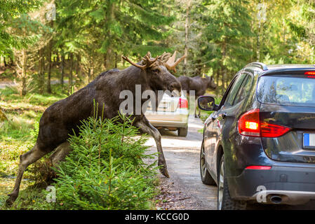 Bull Moose grimper sur chemin de terre en face de la voiture qui a frappé les freins pour éviter l'accident. Les numéros d'immatriculation des voitures et de faire enlevé. Banque D'Images