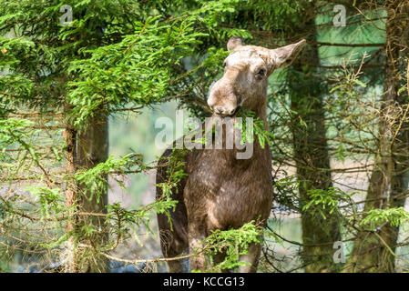 Femelle orignal (Alces alces) manger sur une branche de sapin. Banque D'Images