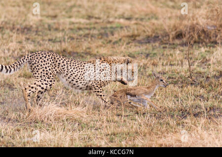 Le Guépard (Acinonyx jubatus) chasing bébé gazelle, Parc National de Masai Mara Game Reserve, Kenya, Afrique de l'Est Banque D'Images