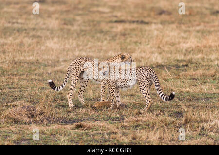 Le Guépard (Acinonyx jubatus) avec bébé gazelle proie, Masai Mara Jeu National Park Reserve, Kenya, Afrique de l'Est Banque D'Images