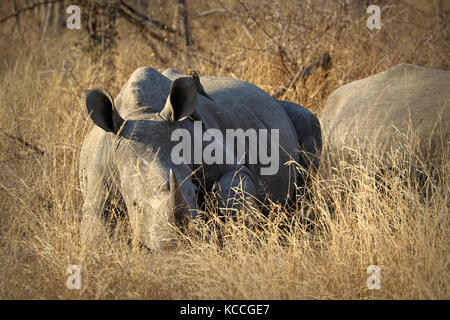 White Rhino / rhinoceros, exhibant son énorme corne de l'Afrique du Sud. Banque D'Images