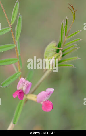 La vesce Narrow-Leaved, Provence, Sud de France / (Vicia angustifolia, Vicia sativa subsp. nigra) | Schmalblaettrige Wicke, Provence, Suedfrankreich Banque D'Images