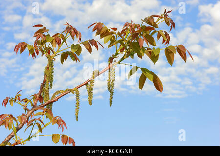 Noyer commun, de la direction générale avec les chatons mâles, Provence, Sud de France / (Juglans regia) | Walnussbaum, Ast mit maennlichen Blueten, Provence Banque D'Images