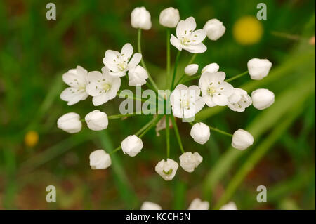 L'ail blanc, Provence, Sud de France / (Allium neapolitanum) | Neapolitanischer Lauch, Provence, Suedfrankreich Banque D'Images