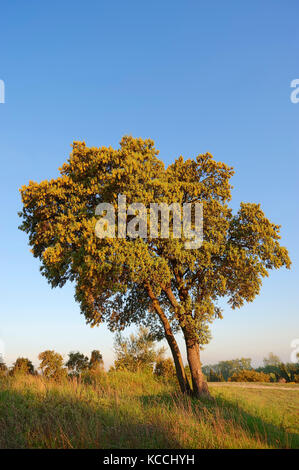 Chêne kermès, Provence, Sud de France / (Quercus coccifera, Quercus pseudococcifera) | Kermes-Eiche, Provence, Suedfrankreich Banque D'Images