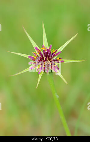 Salsifis commun, Provence, Sud de France / (Tragopogon porrifolius) | Haferwurz, Provence, Suedfrankreich / (Tragopogon porrifolius) Banque D'Images