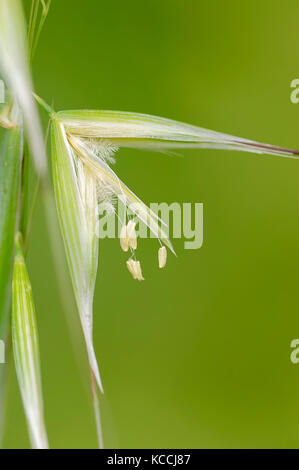 L'avoine animé, Provence, Sud de France / (Avena sterilis) | Tauber Hafer, Provence, Suedfrankreich Banque D'Images