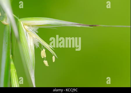 L'avoine animé, Provence, Sud de France / (Avena sterilis) | Tauber Hafer, Provence, Suedfrankreich Banque D'Images