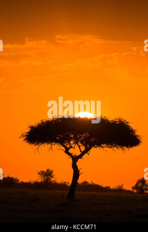 Soleil derrière la silhouette du acacia, Masai Mara, jeu National Park Reserve, Kenya, Afrique de l'Est Banque D'Images